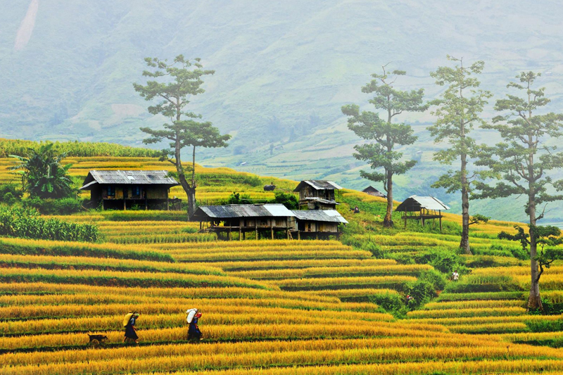 2-Day Trekking Tour from Sapa to Y Linh Ho, Lao Chai, Ta Van, Giang Ta Chai & Su Pan